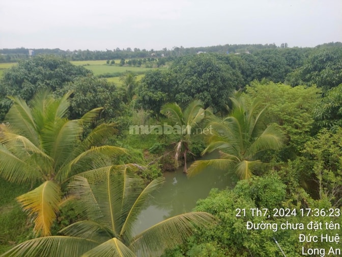 Bán đất - Trang trại vườn sinh thái 15.000m2, ĐT 830 Đức Huệ - LA