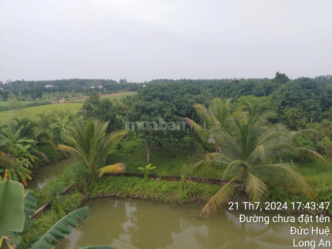 Bán đất - Trang trại vườn sinh thái 15.000m2, ĐT 830 Đức Huệ - LA