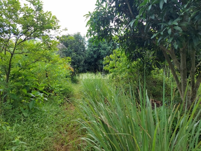 Bán đất - Trang trại vườn sinh thái 15.000m2, ĐT 830 Đức Huệ - LA