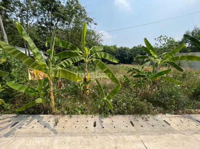 CHÍNH CHỦ BÁN ĐẤT TÂN THÀNH 56 (708.5m2 - NGANG 12M - ĐẤT RỘNG ĐẸP)