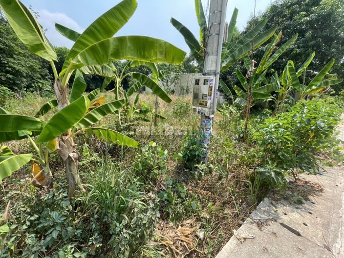 CHÍNH CHỦ BÁN ĐẤT TÂN THÀNH 56 (708.5m2 - NGANG 12M - ĐẤT RỘNG ĐẸP)