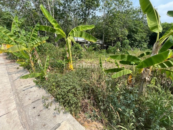CHÍNH CHỦ BÁN ĐẤT TÂN THÀNH 56 (708.5m2 - NGANG 12M - ĐẤT RỘNG ĐẸP)