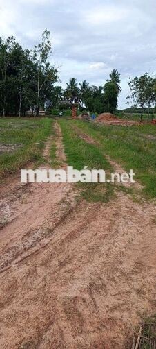 cần bán gấp 2cong1 đất lúa tại chòm dừa đồng khởi châu thành tây ninh