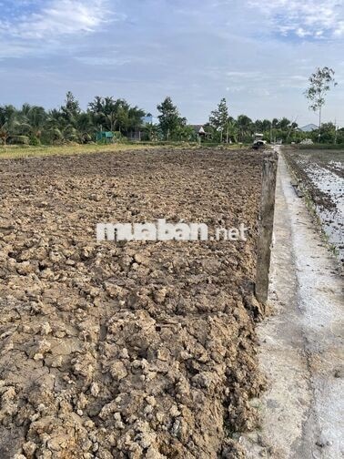 Bán 1270mv đất mặt tiền nhựa TT. Vĩnh Bình
