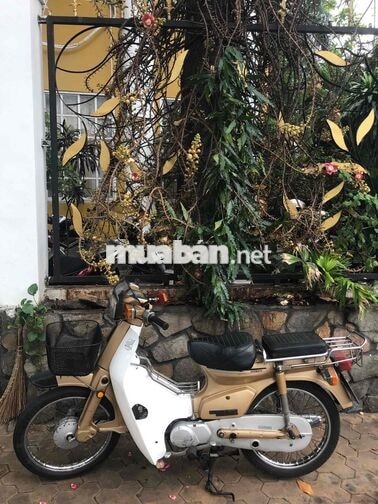 Honda Cub 84 /50cc  nữ hoàng . Bstp
