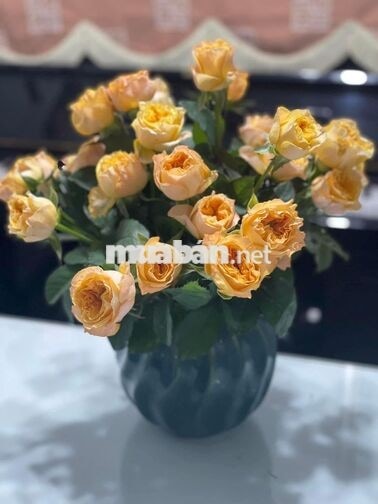 CHO THUÊ MẶT TIỀN NỘI BỘ 7 M thông KHU TÂN quý  4 x 33 M : Đúc 1 Tấm 