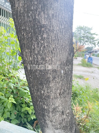 BÁN NHÀ Ở VÀ NHÀ TRỌ KDC THUẬN GIAO