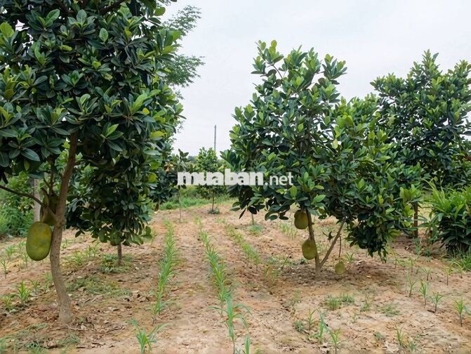 CÔ 7 CẦN TIỀN BÁN GẤP VƯỜN MÍT 2.700m2 . VƯỜN ĐẸP - GIÁ TỐT