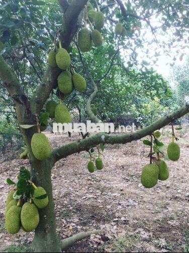 CÔ 7 CẦN TIỀN BÁN GẤP VƯỜN MÍT 2.700m2 . VƯỜN ĐẸP - GIÁ TỐT