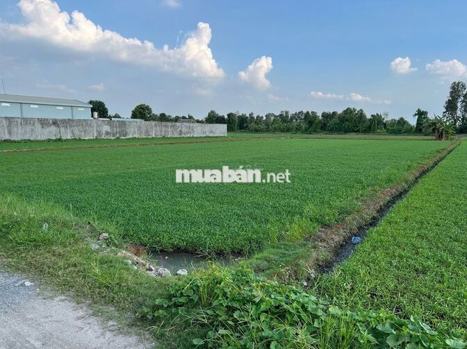 Bán đất mt đường 171 ( Hà Duy Phiên ) Bình Mỹ Củ Chi , 2257m2