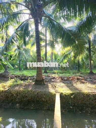 Đất vườn nghỉ dưỡng Phường Phú Tân Bến Tre