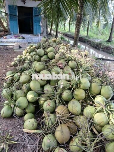 Đất vườn nghỉ dưỡng Phường Phú Tân Bến Tre