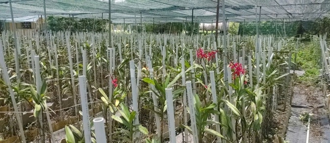 BÁN NHÀ HẼM 4M (XT) BÙI THỊ NGỌN, X. AN NHƠN TÂY, H. CỦ CHI, 22 TỶ