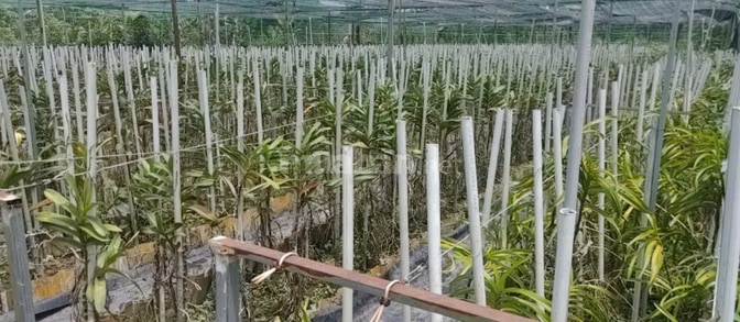 BÁN NHÀ HẼM 4M (XT) BÙI THỊ NGỌN, X. AN NHƠN TÂY, H. CỦ CHI, 22 TỶ