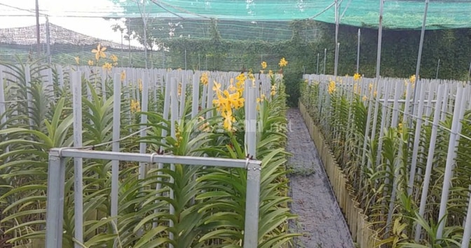 BÁN NHÀ HẼM 4M (XT) BÙI THỊ NGỌN, X. AN NHƠN TÂY, H. CỦ CHI, 22 TỶ