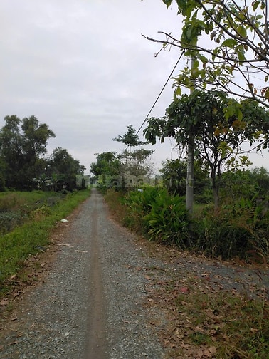 Bán đất thổ vườn (CLN) Hồ Văn Tắng, Nguyễn Thị Lắng Xã Củ Chi.