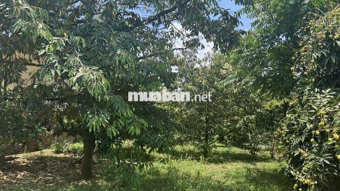 Chính chủ bán 408m² TC 120, sẵn sầu riêng cây ăn quả, Cư Bao, Buôn Hồ