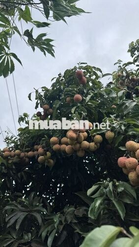 Chính chủ bán 408m² TC 120, sẵn sầu riêng cây ăn quả, Cư Bao, Buôn Hồ