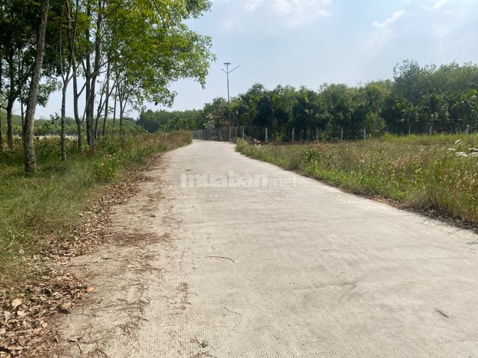 Bán đất vườn cây lâu năm phù hợp cho XD nhà vườn hoặc kho xưởng