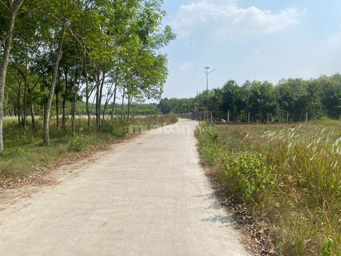 Bán đất vườn cây lâu năm phù hợp cho XD nhà vườn hoặc kho xưởng