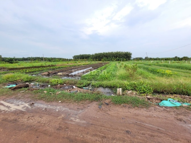 5x25 full thổ. Gần nông trường cao su Cầu Khởi. 195tr hết đất 