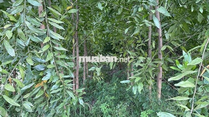 BÁN ĐẤT RẪY CHÍNH CHỦ GIÁP HỒ TRỊ AN TẠI LA NGÀ