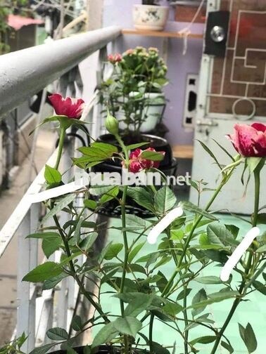 🔥 Nhà nguyên căn Gò Vấp 3PN 3WC – 7,5TR, gần Hạnh Thông Tây