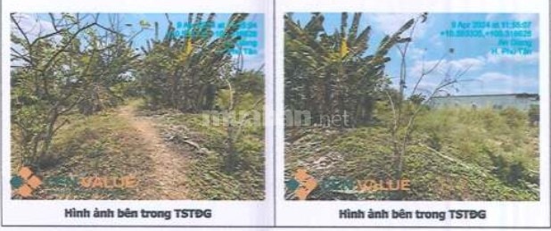 Bán 1107m2 tại xã Tân Hòa, huyện Phú Tân, tỉnh An Giang