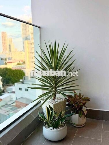 cho thuê căn hộ full nội thất cao cấp Sun Ponte