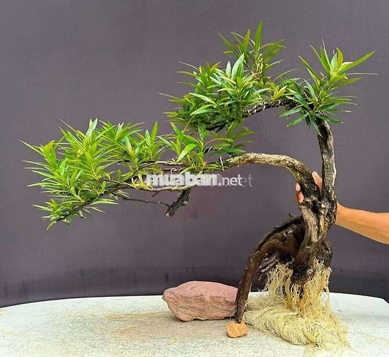 cho thuê nguyên căn 3 tầng mặt tiền Dũng Sĩ Thanh Khê