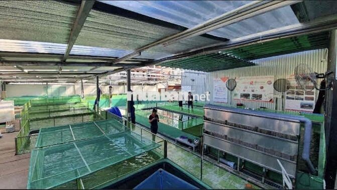 CẦN BÁN 525,6M² FULL THỔ CƯ NGUYỄN VĂN LINH – TÂN THUẬN
