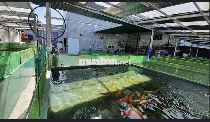 CẦN BÁN 525,6M² FULL THỔ CƯ NGUYỄN VĂN LINH – TÂN THUẬN