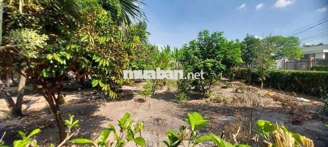 HÓC MÔN (Lê Thị Hà-Nguyễn Thị Ai) Full Thổ-F0