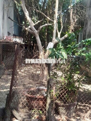 Đất thổ cư 5x24m, hẻm 4m xe hơi gần Nguyễn Văn Bứa ngay ngã tư Hóc Môn
