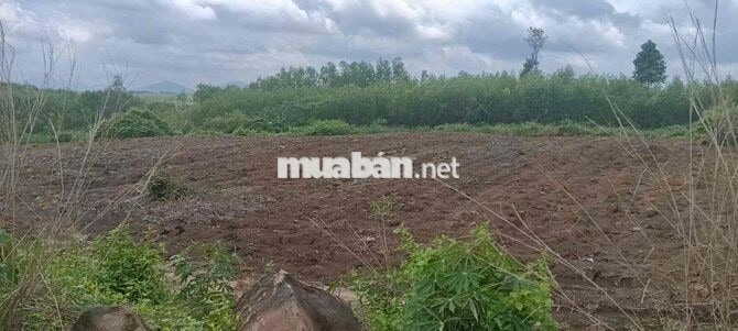 📌BÁN ĐẤT ĐẦU TƯ GẦN KCN BẦU CẠN - TÂN HIỆP (LONG THÀNH) - SẴN 300M² TH