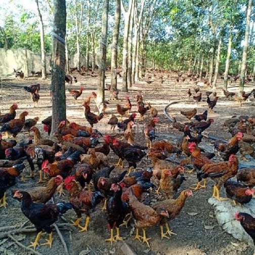 Sỉ Gà Ta Cho Nhà Hàng - Quán Ăn