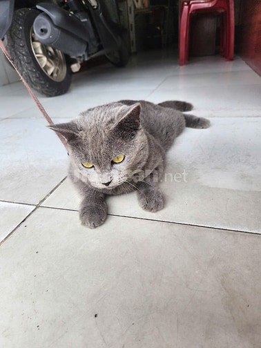 Mèo anh 9 tháng tuổi tìm mẹ yêu bé