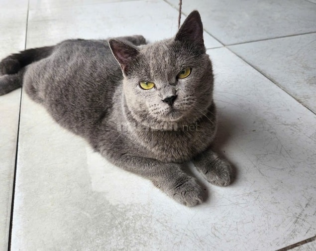 Mèo anh 9 tháng tuổi tìm mẹ yêu bé