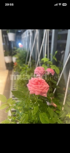 Nhà 28/17 Tống Văn Hên, Phường 15, Tân Bình, hiện giờ là P.Tân Sơn