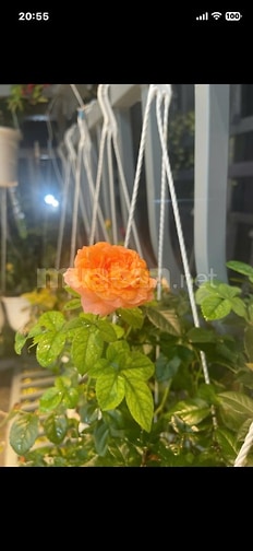 Nhà 28/17 Tống Văn Hên, Phường 15, Tân Bình, hiện giờ là P.Tân Sơn