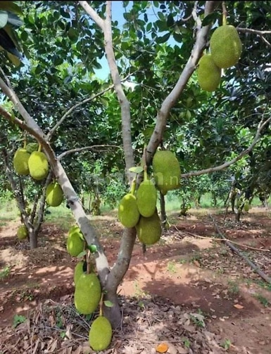 Chủ kẹt tiền bán lỗ hơn 1 sào vườn mít ngay mặt tiền đường lớn