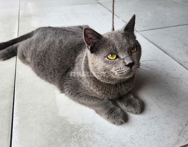 Bán mèo Anh thuần chủng 9 tháng tuổi