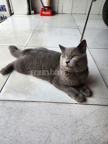 Bán mèo Anh thuần chủng 9 tháng tuổi