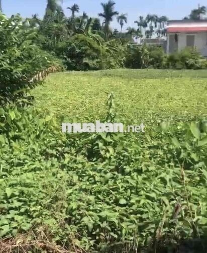Đất 462m2 thôn Minh Tiến, Hợp Đức, Đồ Sơn chỉ 5 tỷ đồng