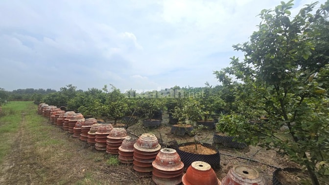BÁN GẤP GẦN 2HA ĐẤT KÈM 1.800 GỐC MAI ĐÃ TÁCH 16 SỔ PHỦ HỒNG TOÀN BỘ