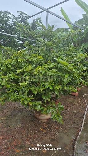 BÁN GẤP GẦN 2HA ĐẤT KÈM 1.800 GỐC MAI ĐÃ TÁCH 16 SỔ PHỦ HỒNG TOÀN BỘ