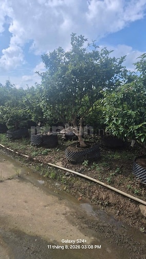 BÁN GẤP GẦN 2HA ĐẤT KÈM 1.800 GỐC MAI ĐÃ TÁCH 16 SỔ PHỦ HỒNG TOÀN BỘ
