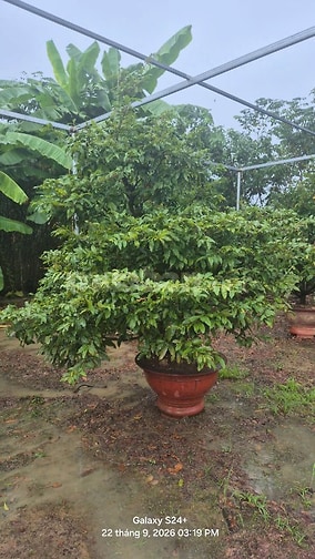 BÁN GẤP GẦN 2HA ĐẤT KÈM 1.800 GỐC MAI ĐÃ TÁCH 16 SỔ PHỦ HỒNG TOÀN BỘ