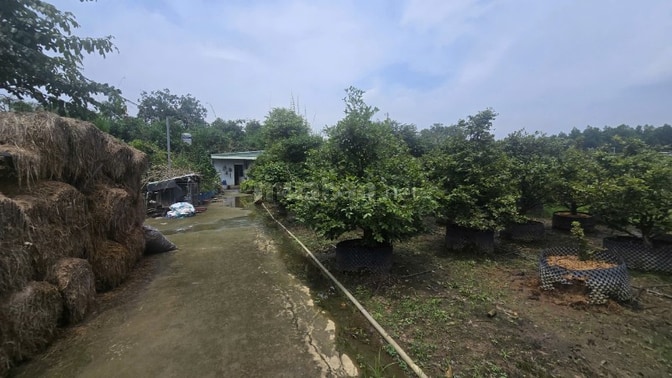 BÁN GẤP GẦN 2HA ĐẤT KÈM 1.800 GỐC MAI ĐÃ TÁCH 16 SỔ PHỦ HỒNG TOÀN BỘ