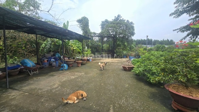 BÁN GẤP GẦN 2HA ĐẤT KÈM 1.800 GỐC MAI ĐÃ TÁCH 16 SỔ PHỦ HỒNG TOÀN BỘ